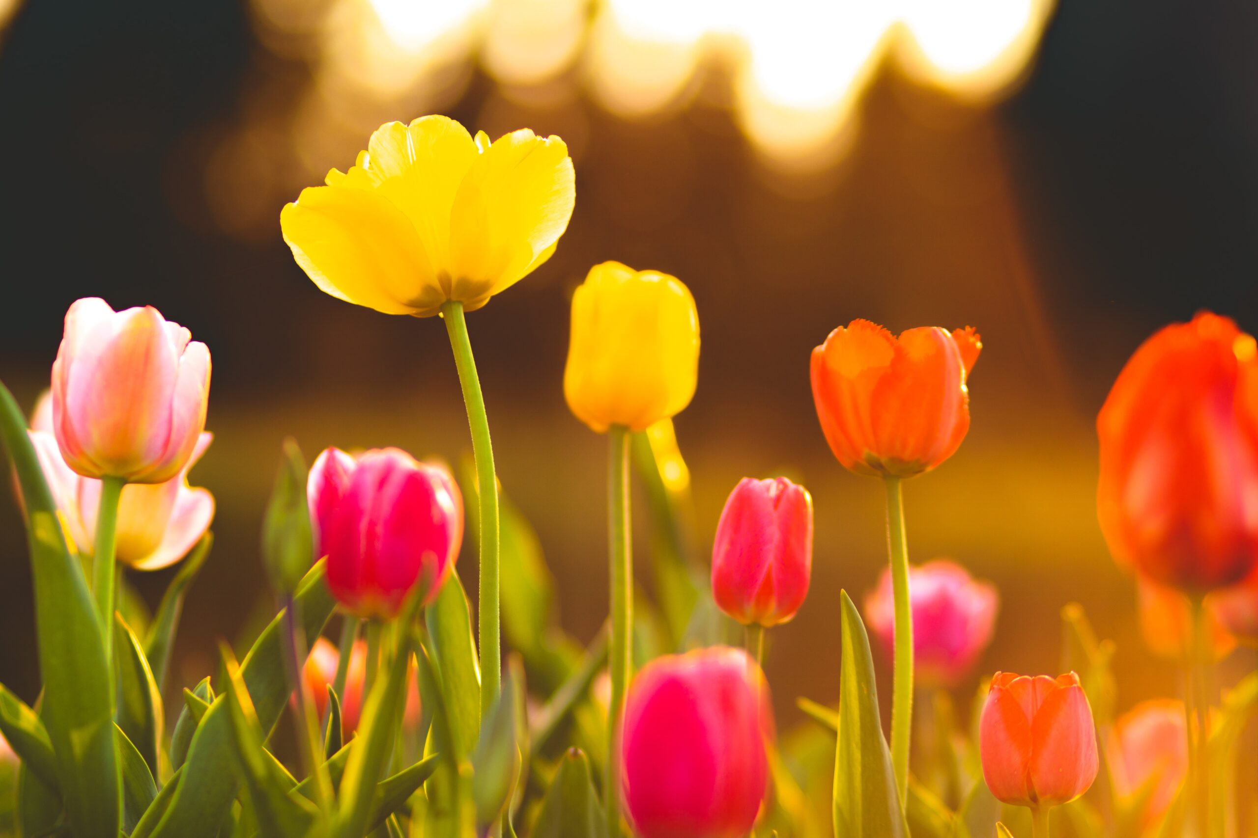 Morges – Stand pour l’ouverture de la Fête de la Tulipe